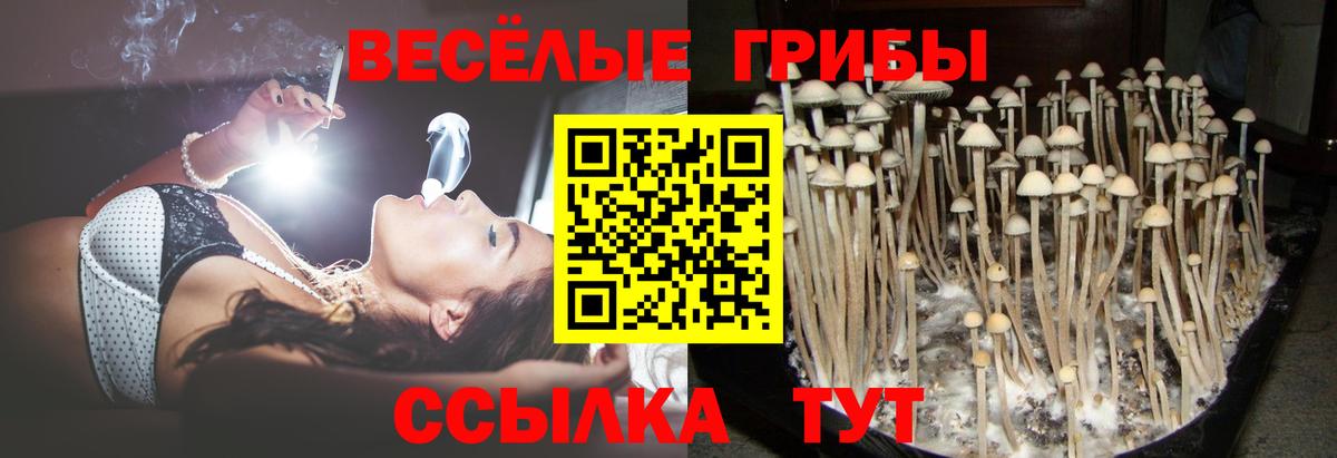 Псилоцибиновые грибы Psilocybe Астрахань